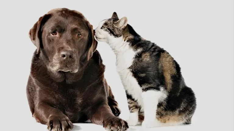 Son más inteligentes los perros o los gatos?