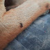Mito o realidad: El dengue lo contraen y contagian las mascotas?