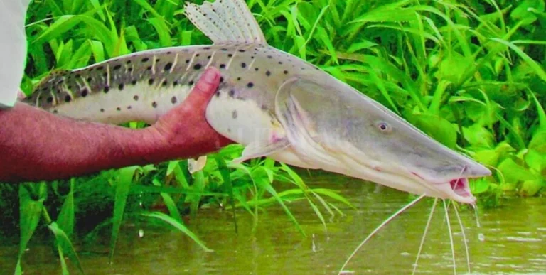 Comienza a regir la veda para la pesca del surubí
