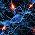 Cómo las neuronas estabilizan la memoria durante el aprendizaje