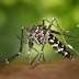 Rosario:  Detectaron mosquitos del dengue en todos los barrios