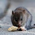 Tercera muerte por hantavirus en la provincia