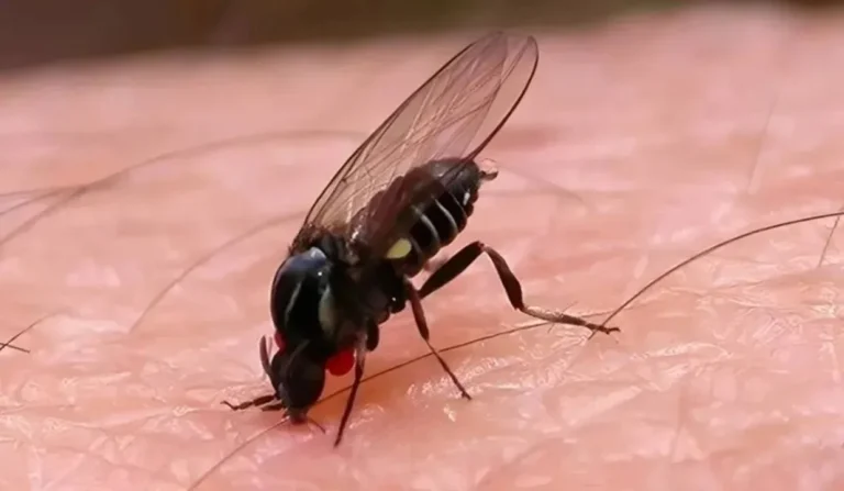 Barigüí, el nuevo insecto que invade Buenos Aires: cómo prevenir sus ataques