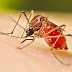 Barrio Sur: Operativo de bloqueo por Dengue
