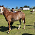 Rosario: Robaron dos caballos de una fundación de equinoterapia