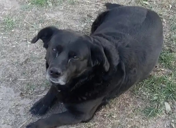 Sancionarán al propietario del perro que mató a ?Garrafa?