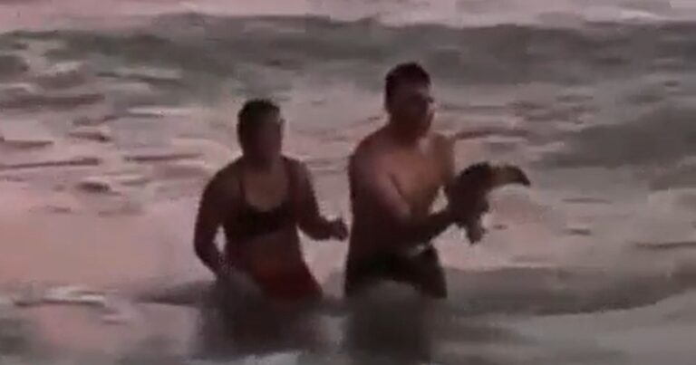 Monte Hermoso: indignación por una pareja que sacó a un pingüino del mar para tomarse fotos