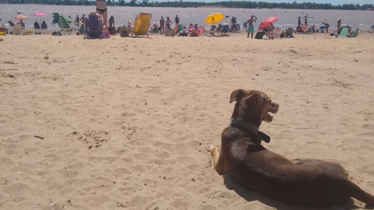 Persona con su perro en la playa del balneario La Florida en Rosario