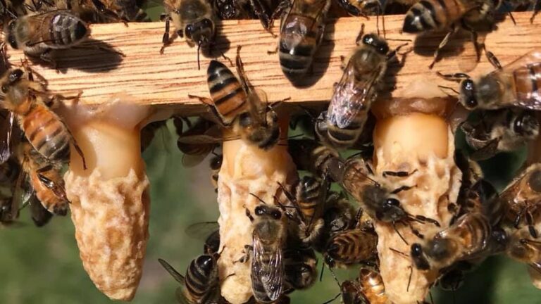 Familia señala la pared de su casa en Funes donde se aloja una colmena de abejas