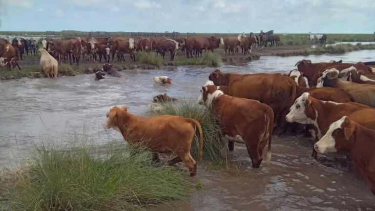 Campo inundado en el norte de la provincia de Santa Fe